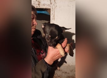 Bojt, kleiner Chihuahua Welpe geb. 12/2025