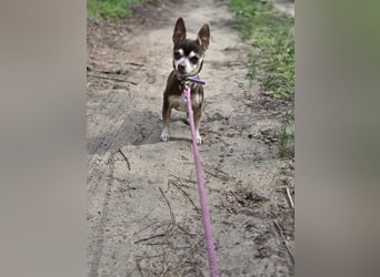 Nina, hübsche, kleine Chihuahua Hündin geb. 01/2023