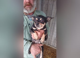 Cookie, süße, kleine Chihuahua Hündin geb. 2021