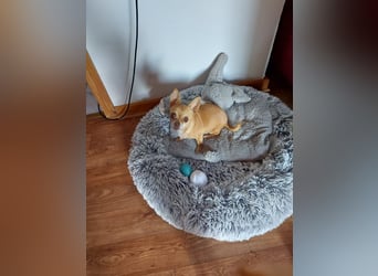 Parfis, schüchternes Chihuahua Mädchen geb. 2018