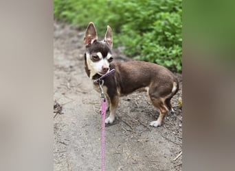Nina, hübsche, kleine Chihuahua Hündin geb. 01/2023