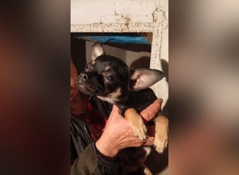 Bojt, kleiner Chihuahua Welpe geb. 12/2025