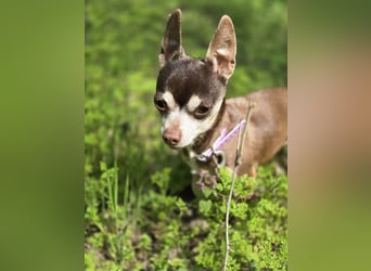 Nina, hübsche, kleine Chihuahua Hündin geb. 01/2023