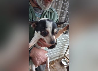 Kerel, kleines Chihuahua Mädchen geb.2021