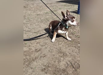 Lulu, freundlich, offener Chihuahua Rüde geb. 02/2025
