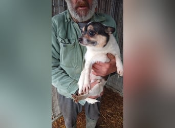 Ariel, kleine Chihuahua Dame geb. 2021