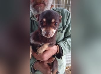 Lejla, süße, kleine Chihuahua Dame geb. 2021