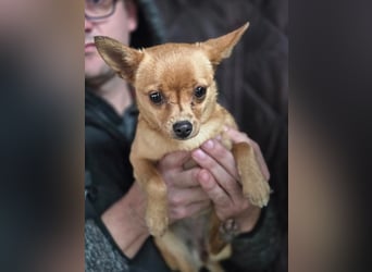 Paula, liebes, schlaues Chihuahua Mädchen geb. 2025