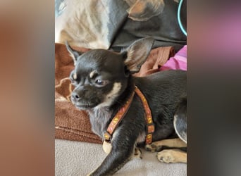 Bojt, süßer. kleiner Chihuahua Junghund geb. 12 /2025