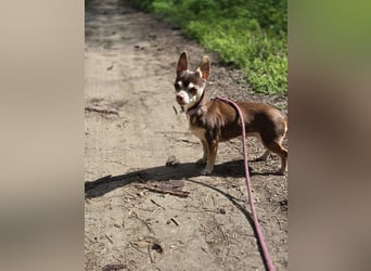 Nina, hübsche, kleine Chihuahua Hündin geb. 01/2023