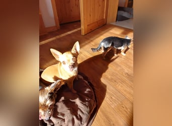 Parfis, schüchternes Chihuahua Mädchen geb. 2018