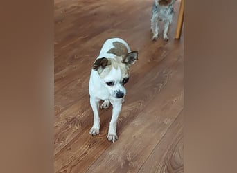 Luna, zuckersüßes Chihuahua Mädchen geb. 2023