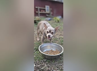 Sandy, süße, kleine Chihuahua Hündin geb. 2022