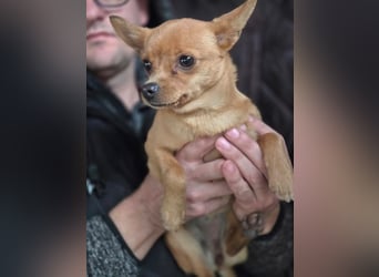Paula, liebes, schlaues Chihuahua Mädchen geb. 2025