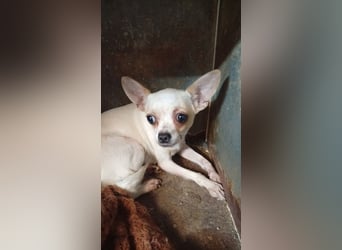 Matrica, schüchterne Chihuahua Hündin geb. 11/2024