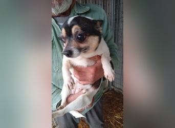 Ariel, kleine Chihuahua Dame geb. 2021