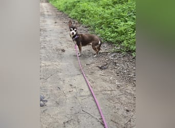 Nina, hübsche, kleine Chihuahua Hündin geb. 01/2023