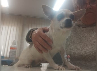Füge, süße, kleine Chihuahua Hündin geb. 03/2023