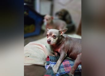 Sandy, süße, kleine Chihuahua Hündin geb. 2022