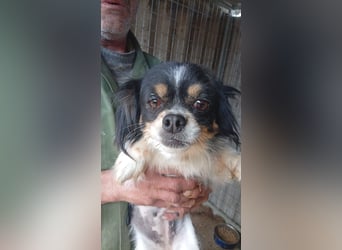 Zsani, kleines Chihuahua Mädchen geb. 02/2023