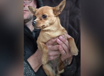 Paula, liebes, schlaues Chihuahua Mädchen geb. 2025