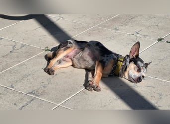 Merle. katzenfreundliche Chihuahua Dame geb. 12/2018