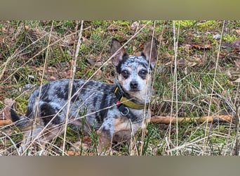 Merle. katzenfreundliche Chihuahua Dame geb. 12/2018