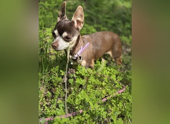 Nina, hübsche, kleine Chihuahua Hündin geb. 01/2023
