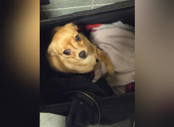 Paula, liebes, schlaues Chihuahua Mädchen geb. 2025