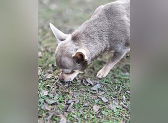 Sandy, süße, kleine Chihuahua Hündin geb. 2022