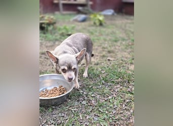 Sandy, süße, kleine Chihuahua Hündin geb. 2022