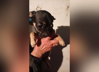 Bojt, kleiner Chihuahua Welpe geb. 12/2025