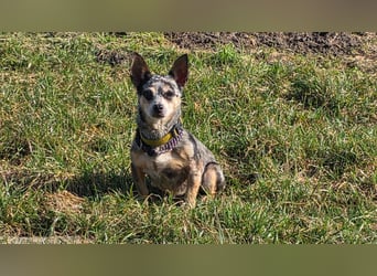 Merle. katzenfreundliche Chihuahua Dame geb. 12/2018