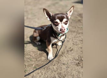 Lulu, freundlich, offener Chihuahua Rüde geb. 02/2025