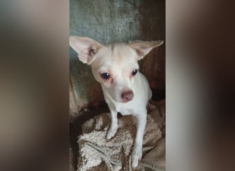 Matrica, schüchterne Chihuahua Hündin geb. 11/2024
