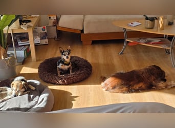 Merle. katzenfreundliche Chihuahua Dame geb. 12/2018