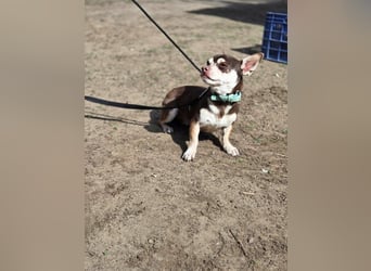 Lulu, freundlich, offener Chihuahua Rüde geb. 02/2025