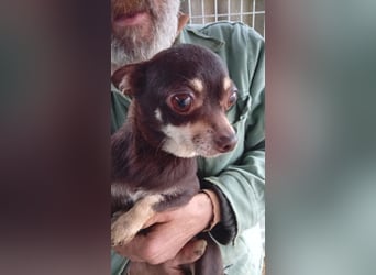 Lejla, süße, kleine Chihuahua Dame geb. 2021