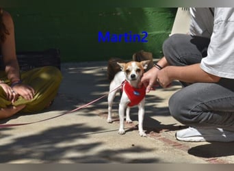 Martin2 geb. 07/2025 (ESP) - sanfter, menschenbezogener Chihuahua!