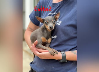 Evita2 geb. 04/2024 (ESP) - charmante Hundedame verdient ihr Glück!