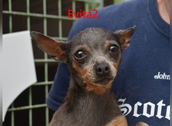 Evita2 geb. 04/2024 (ESP) - charmante Hundedame verdient ihr Glück!