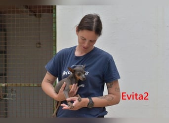 Evita2 geb. 04/2024 (ESP) - charmante Hundedame verdient ihr Glück!