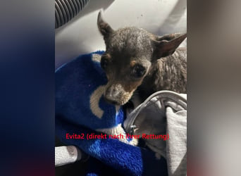 Evita2 geb. 04/2024 (ESP) - charmante Hundedame verdient ihr Glück!