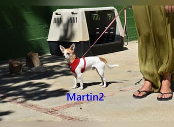 Martin2 geb. 07/2025 (ESP) - sanfter, menschenbezogener Chihuahua!