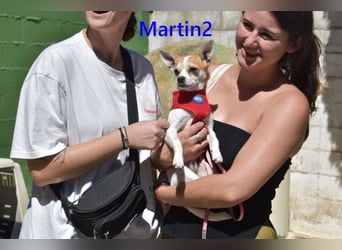 Martin2 geb. 07/2025 (ESP) - sanfter, menschenbezogener Chihuahua!