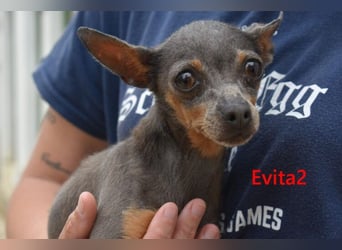 Evita2 geb. 04/2024 (ESP) - charmante Hundedame verdient ihr Glück!