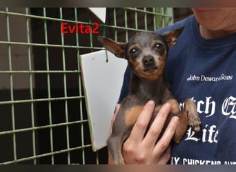 Evita2 geb. 04/2024 (ESP) - charmante Hundedame verdient ihr Glück!