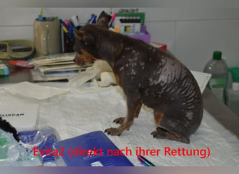 Evita2 geb. 04/2024 (ESP) - charmante Hundedame verdient ihr Glück!
