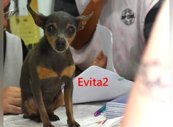 Evita2 geb. 04/2024 (ESP) - charmante Hundedame verdient ihr Glück!