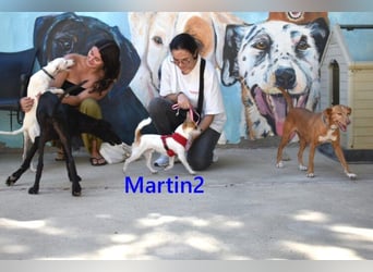 Martin2 geb. 07/2025 (ESP) - sanfter, menschenbezogener Chihuahua!